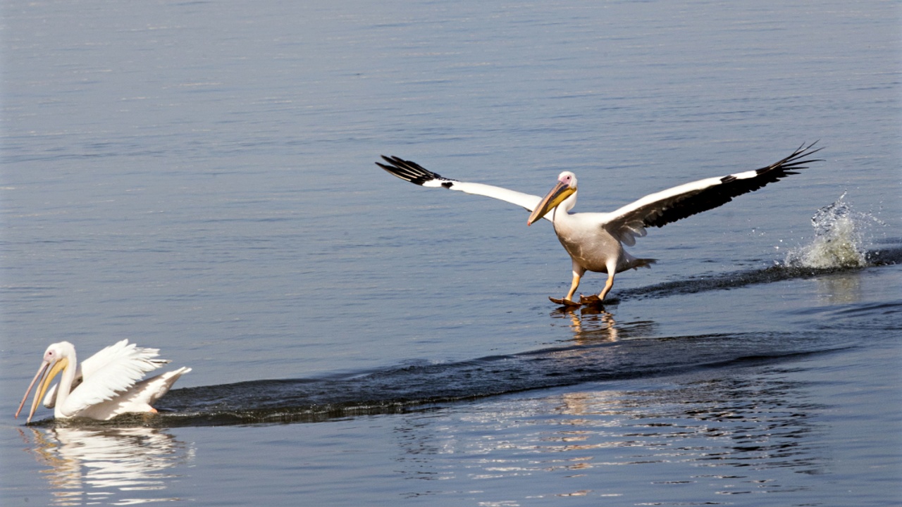 Пеликаны в заповеднике Сребырна вывели птенцов с третьей попытки