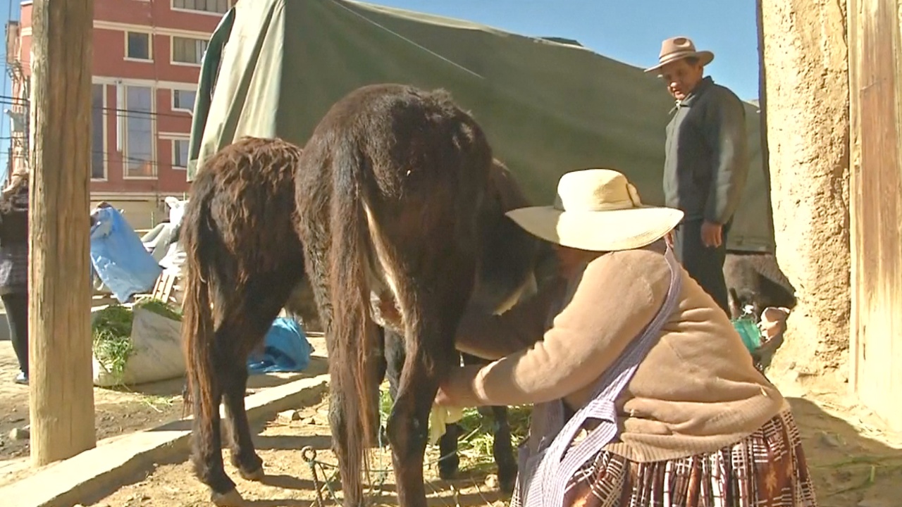Индейцы в Боливии лечат астму и кашель ослиным молоком