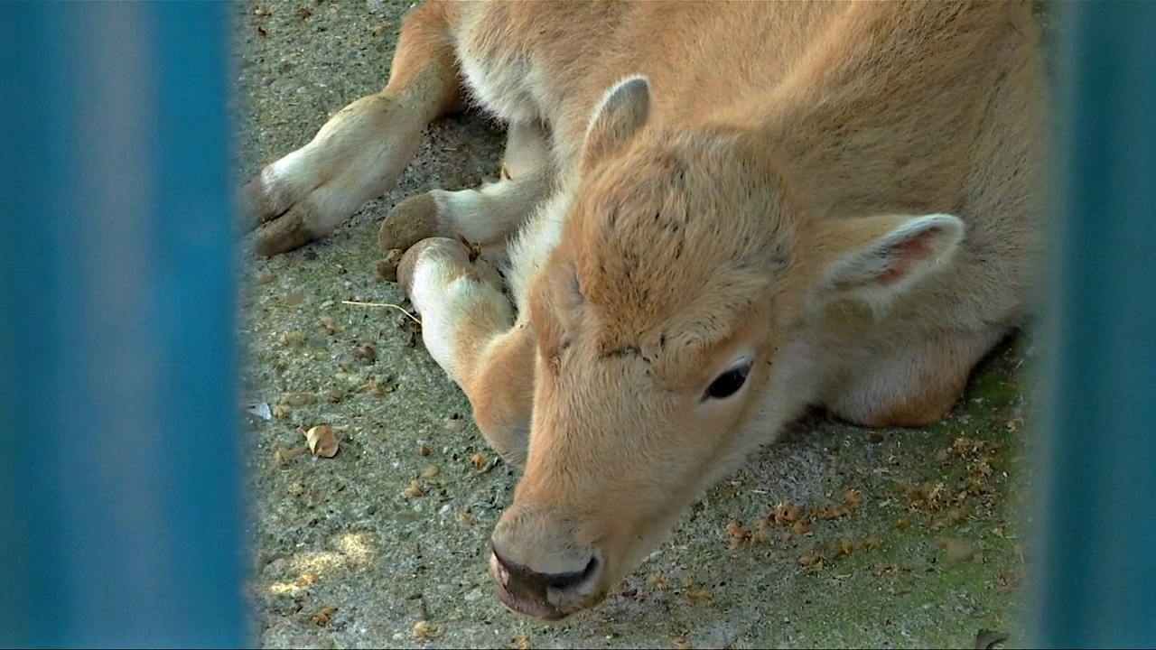 В зоопарке Белграда родился уникальный белый бизон