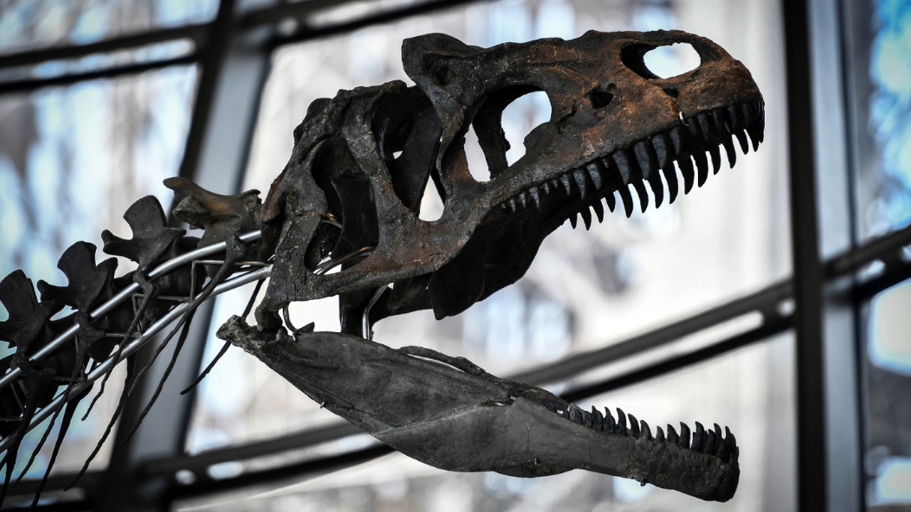Скелет динозавра неизвестного вида ушёл с молотка за 2 млн евро