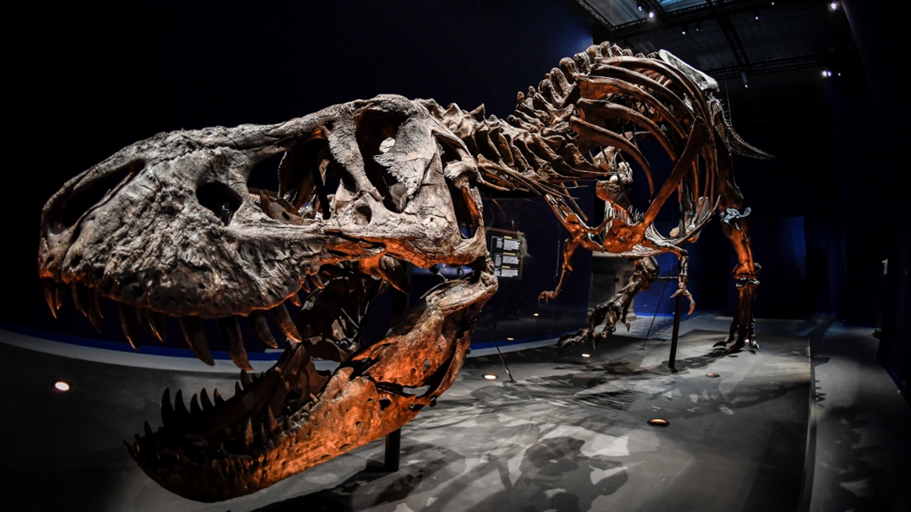 Один из самых полных скелетов тираннозавра выставили в Париже