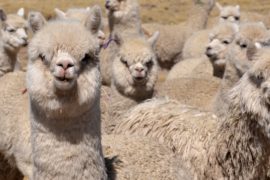 В Боливии и Перу из-за холодов гибнут ламы