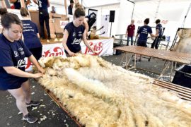 Во Франции остригли 2500 овец за сутки и установили мировой рекорд
