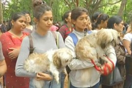 В Индии протестуют против правила «одна квартира – одна собака»
