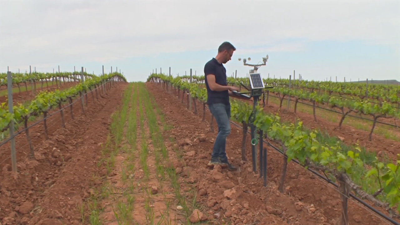 Старейшие виноградники Испании оснастили технологиями