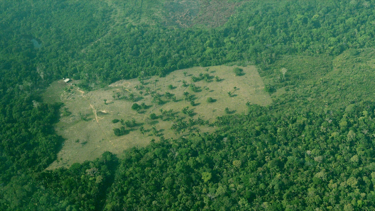 Вырубка леса в обширной саванне Бразилии в 2017 году ускорилась