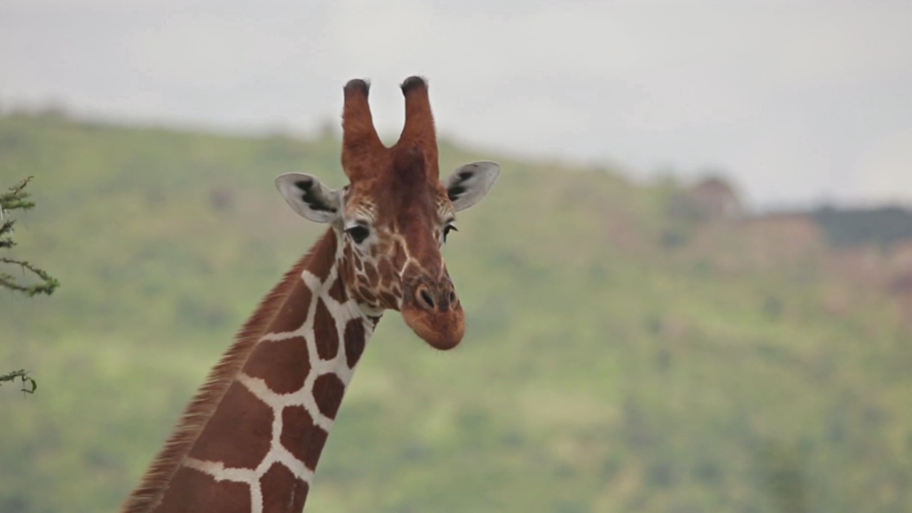 Всемирный день жирафа: как этих животных охраняют в Кении
