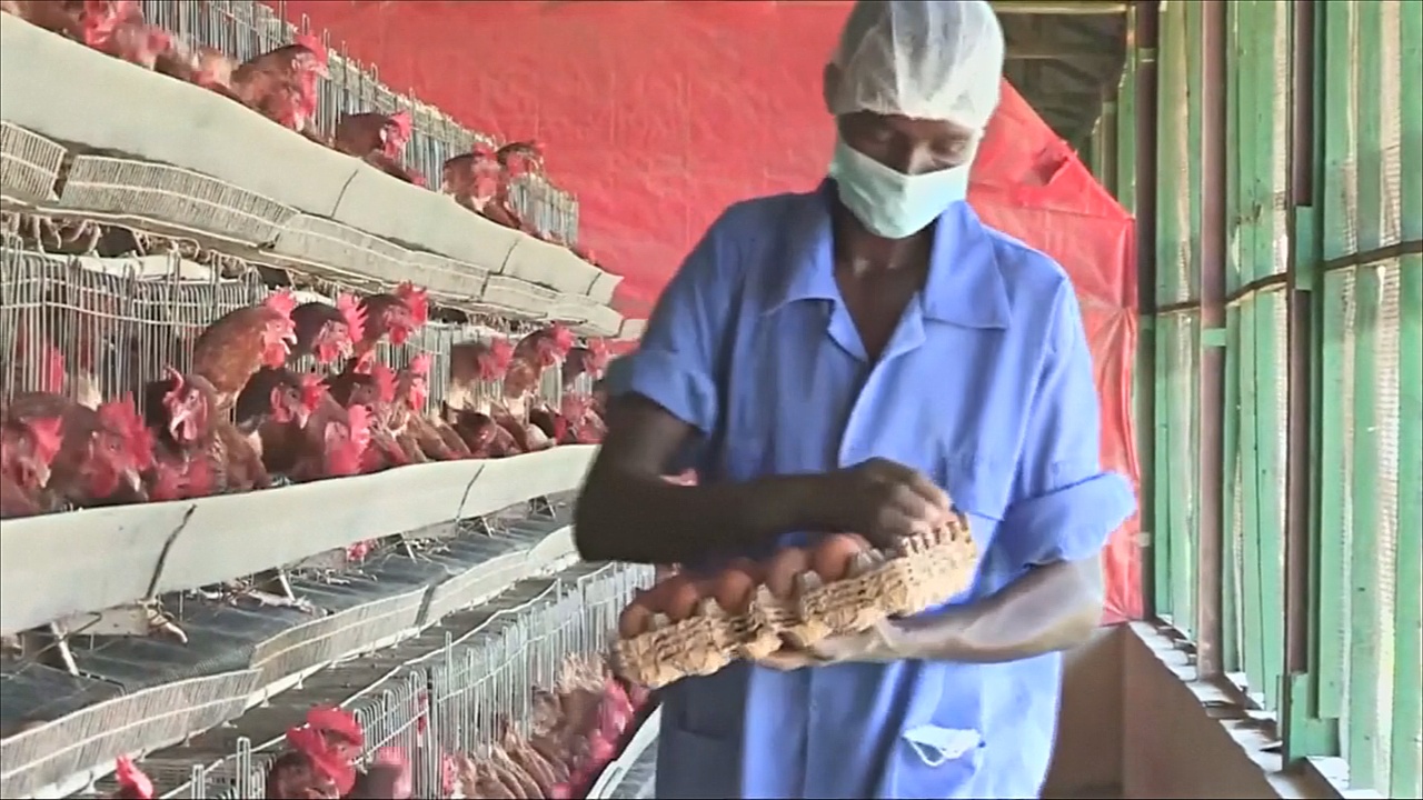 Успех сомалийской птицефермы: в стране растёт спрос на яйца и курятину