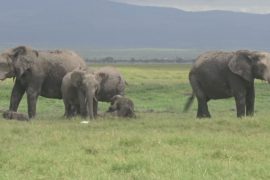 Слонята-двойняшки впервые за 40 лет родились в заповеднике Кении