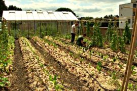 Супермаркет в Бельгии выращивает овощи на собственной крыше
