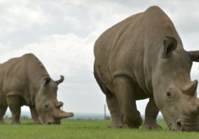 Учёные всё ближе к спасению популяции северного белого носорога