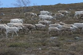 Оленеводы и рыбаки самого северного региона Норвегии выступили против рудника «Нуссир»