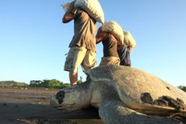 Почему в Коста-Рике разрешили собирать яйца черепах уязвимого вида