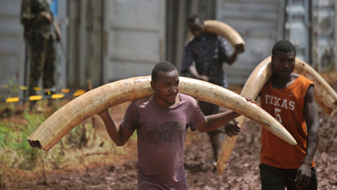 Активисты выявили незаконную торговлю слоновой костью в ЕС