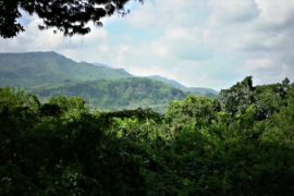 В Мозамбике выращивают кофе, чтобы спасти от гибели лес