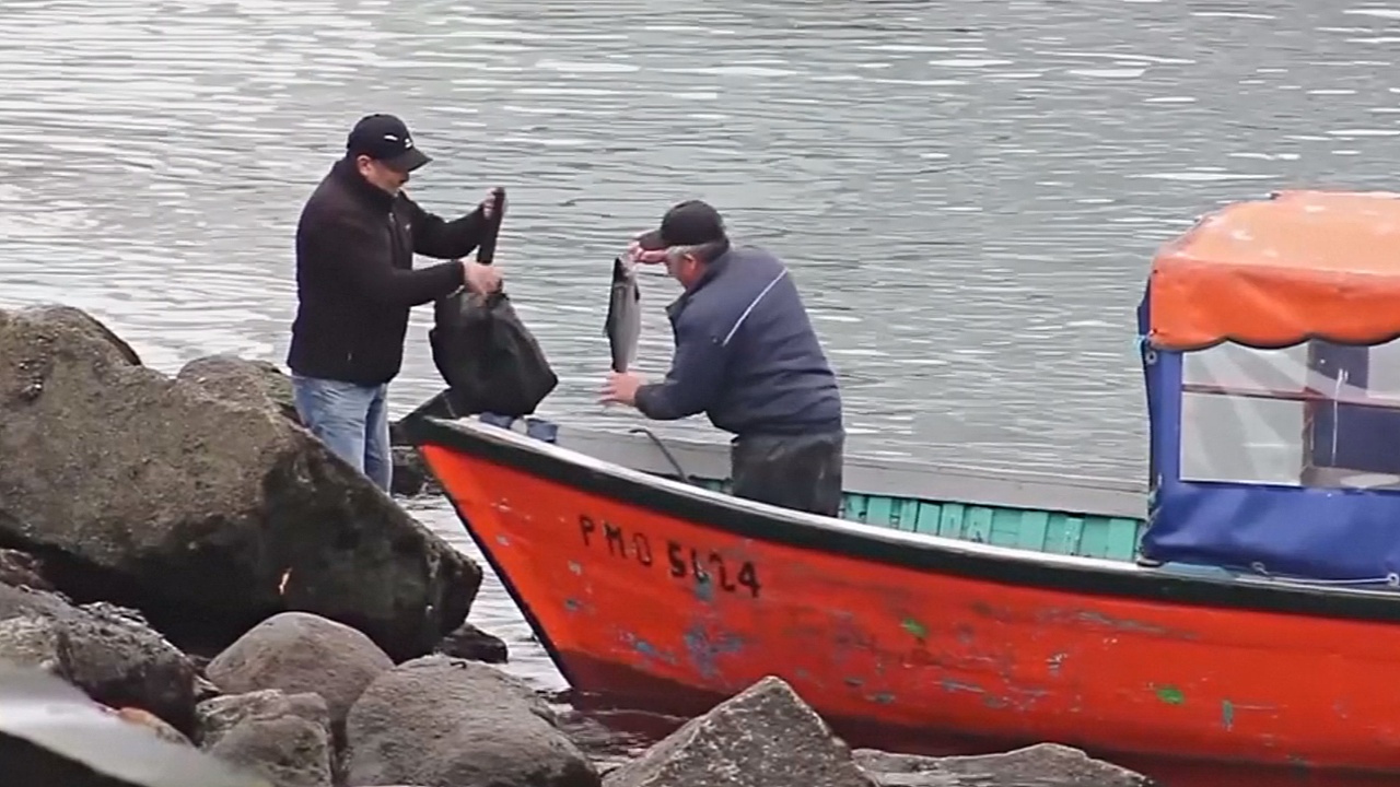 Рыбаки в Чили продают сбежавшего с фермы лосося, накачанного антибиотиками