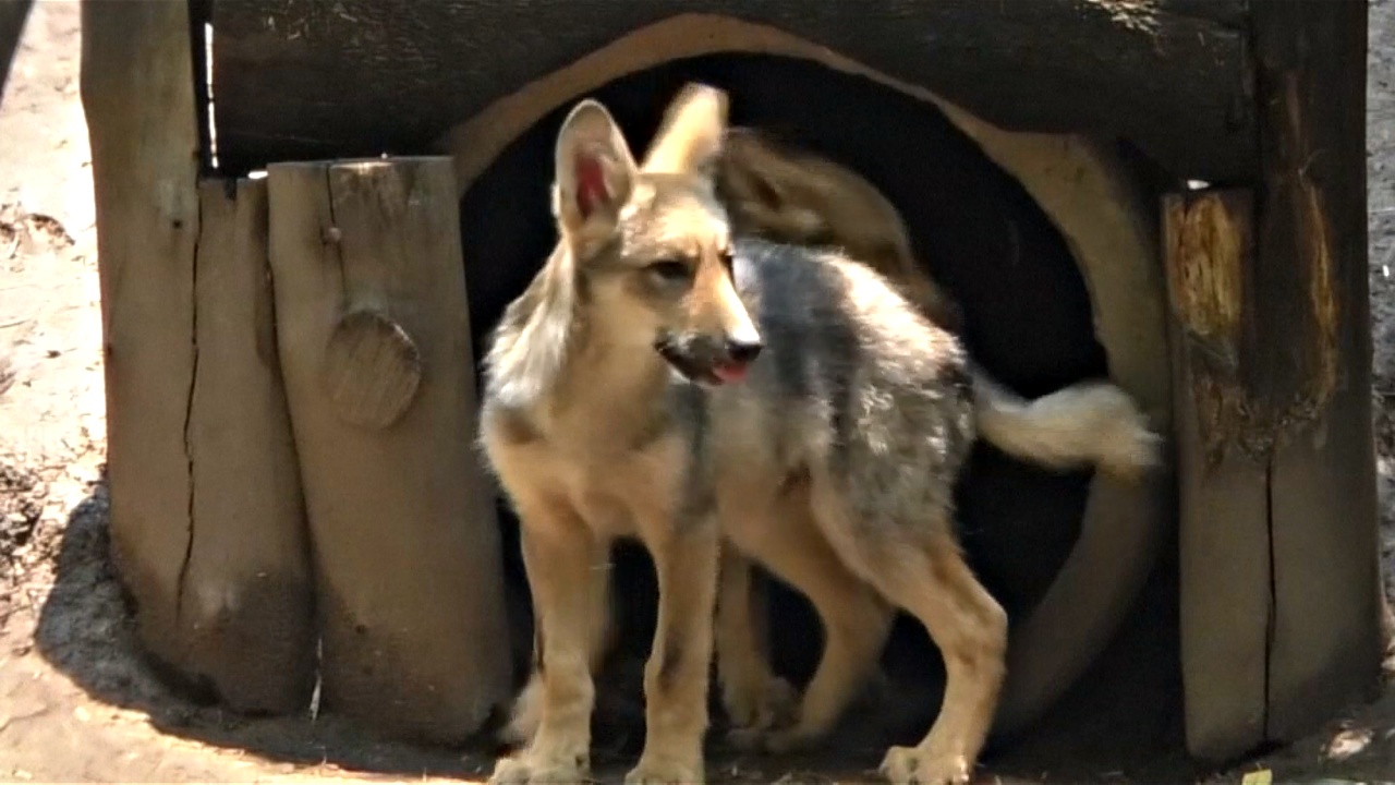 В зоопарке показали вымерших в дикой природе мексиканских волчат