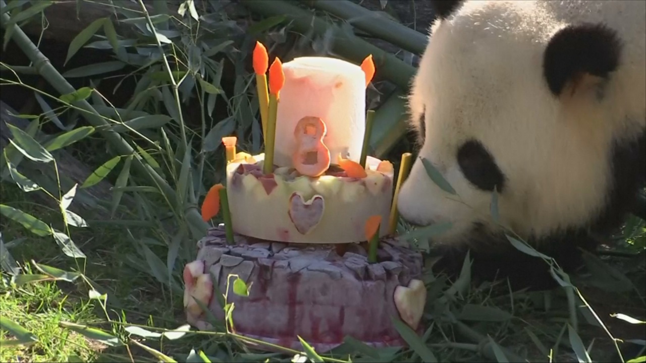Как панда поедала торт в свой день рождения в Берлинском зоопарке