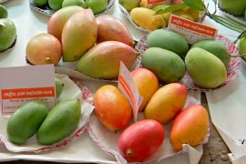 На фестивале в Индии показали более 300 сортов манго