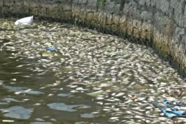 В озере на юге Индии гибнет рыба из-за слива токсичных вод