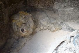 В ожогах и пепле: на месте пожара в Греции нашли уцелевшую собаку