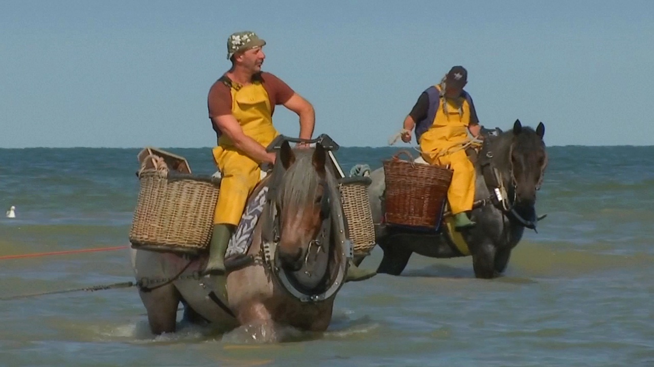 Бельгийские рыбаки хранят традицию ловли креветок на лошадях