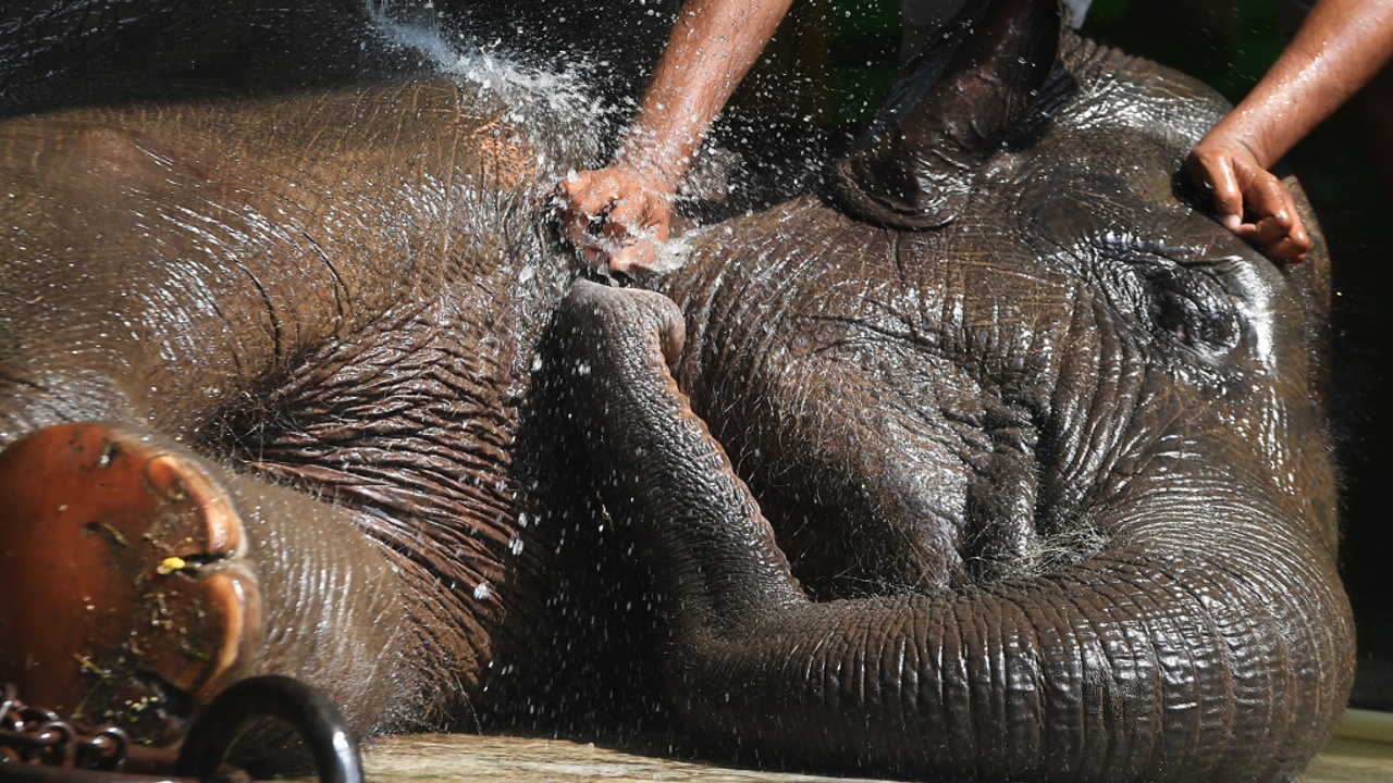 Спа для слонов устроили в национальном парке Индии
