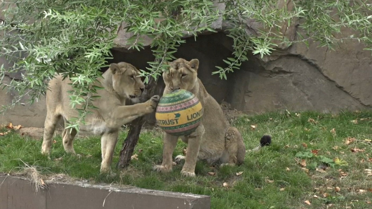 Как в Лондонском зоопарке празднуют Всемирный день льва