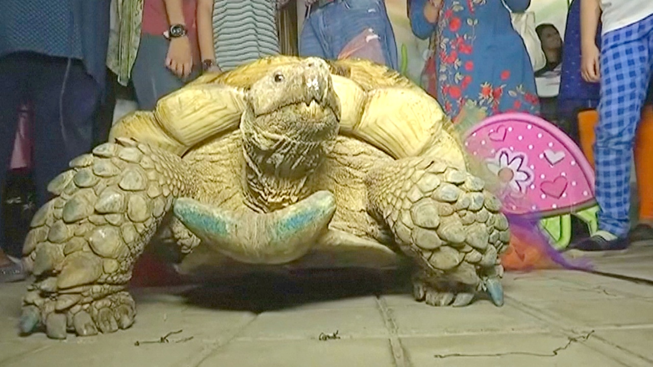 Шпороносная черепаха из зоопарка Пакистана празднует юбилей