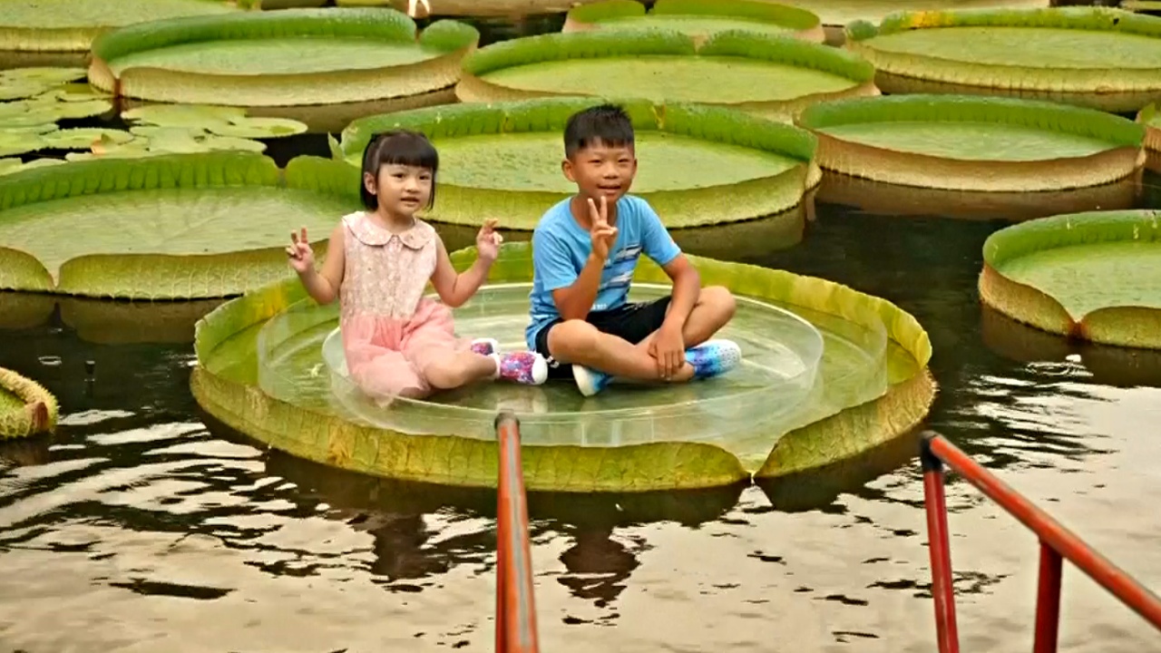 Сфотографироваться на листе гигантского лотоса можно в парке Тайбэя