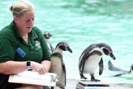 Все на весы: как измеряли животных в зоопарке Лондона