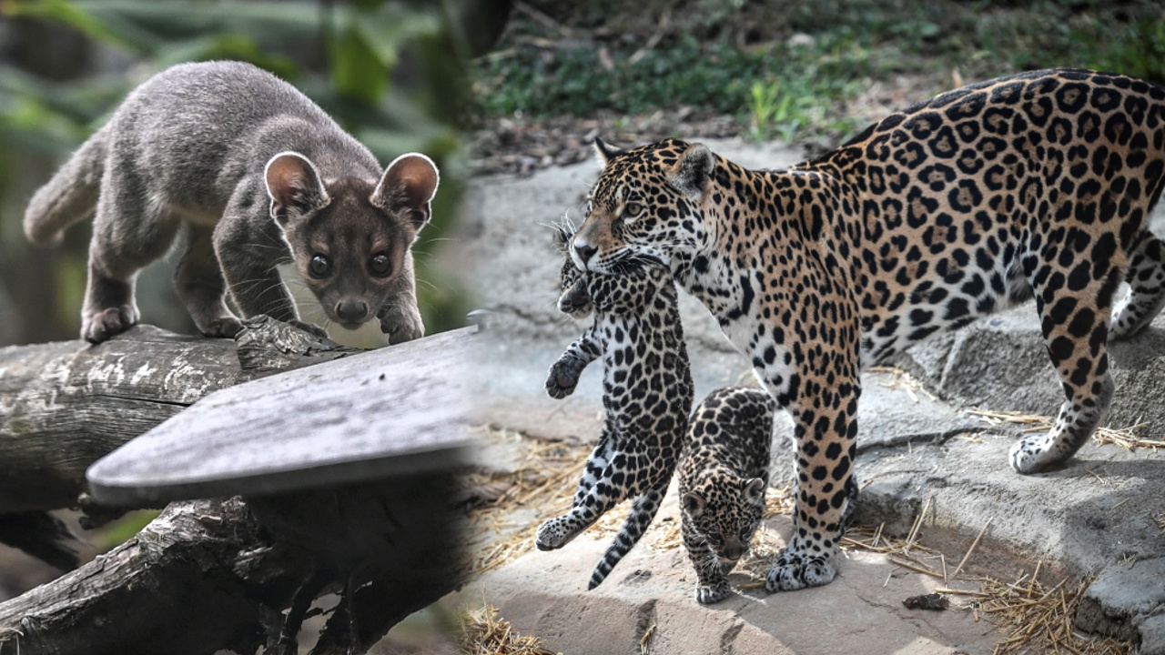 Детёныши ягуара и редкой фоссы дебютировали в зоопарке Парижа