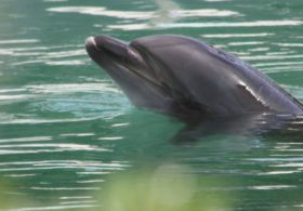 Японцы требуют спасти дельфина, брошенного в закрывшемся аквапарке