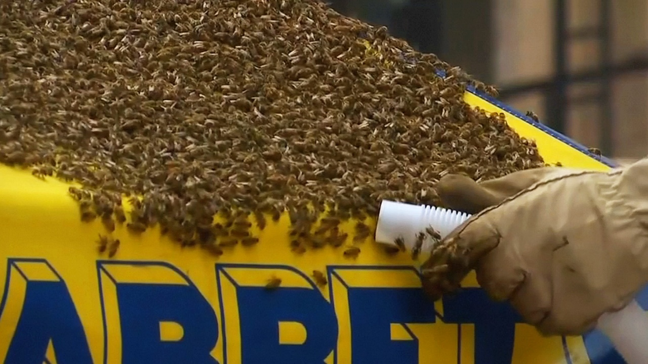 Таймс-сквер оцепили из-за нашествия пчёл