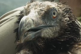 В Испании успешно возрождают популяцию птиц вида бородач