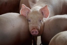 В Китае пытаются сдержать эпидемию африканской чумы свиней