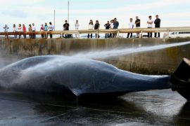Япония предлагает снова разрешить китобойный промысел