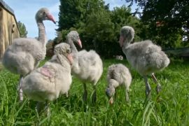 В Пражском зоопарке птенцов фламинго учат ходить и общаться