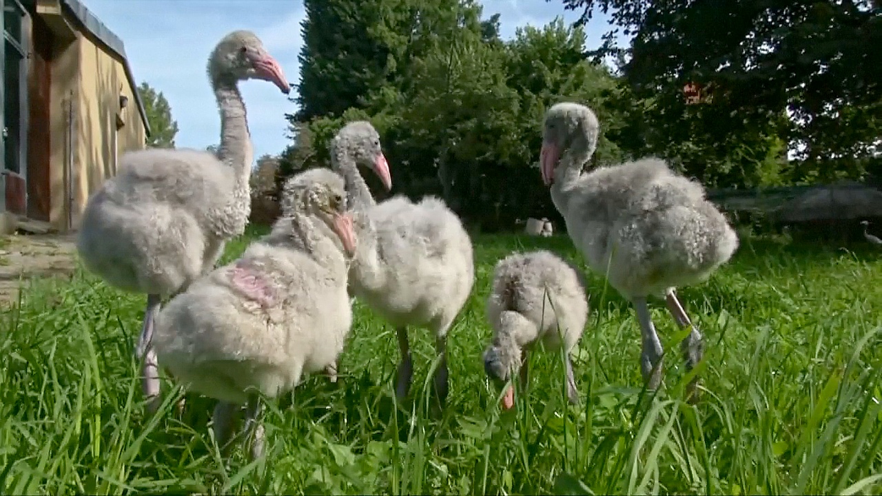 В Пражском зоопарке птенцов фламинго учат ходить и общаться