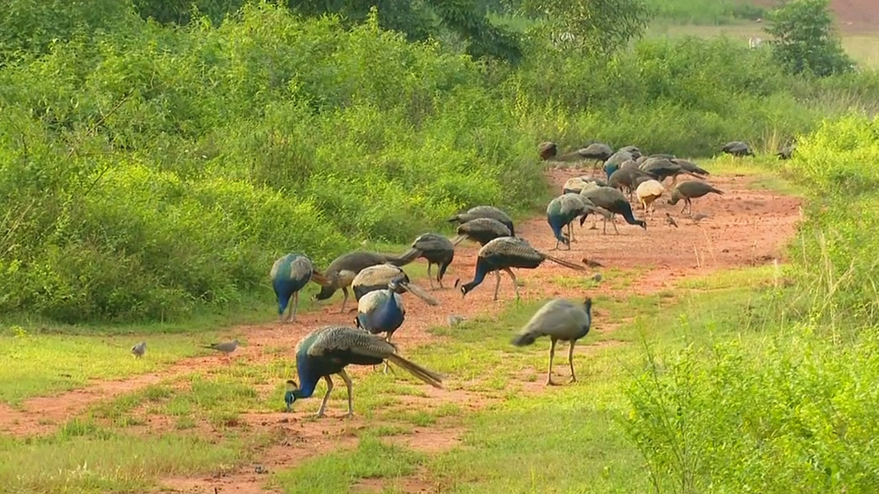 Житель Индии содержит на своём участке более 100 павлинов