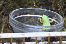 Крохотных тростниковых лягушек пытаются сохранить в ЮАР