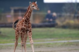 Детёныш редчайшего вида жирафа делает первые шаги в сафари-парке