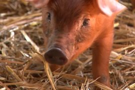 Чума свиней в Бельгии: фермеры боятся эпидемии и падения цен на мясо