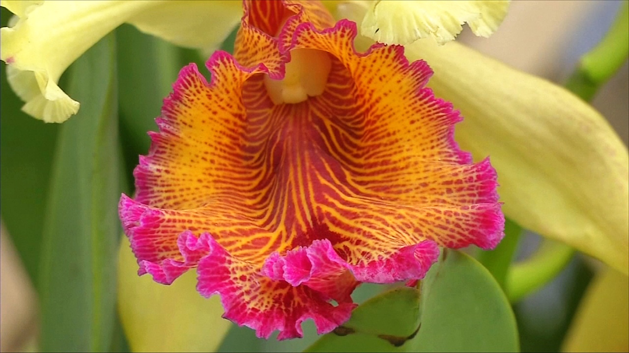 В Колумбии проходит крупнейшая выставка орхидей
