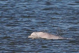 Необычный гость: в Темзу заплыл арктический кит-белуха