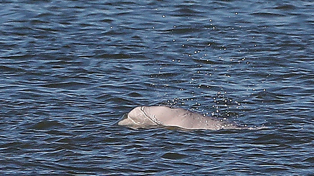 Необычный гость: в Темзу заплыл арктический кит-белуха