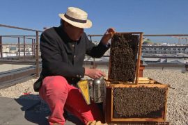 Чем Париж привлекает пчеловодов