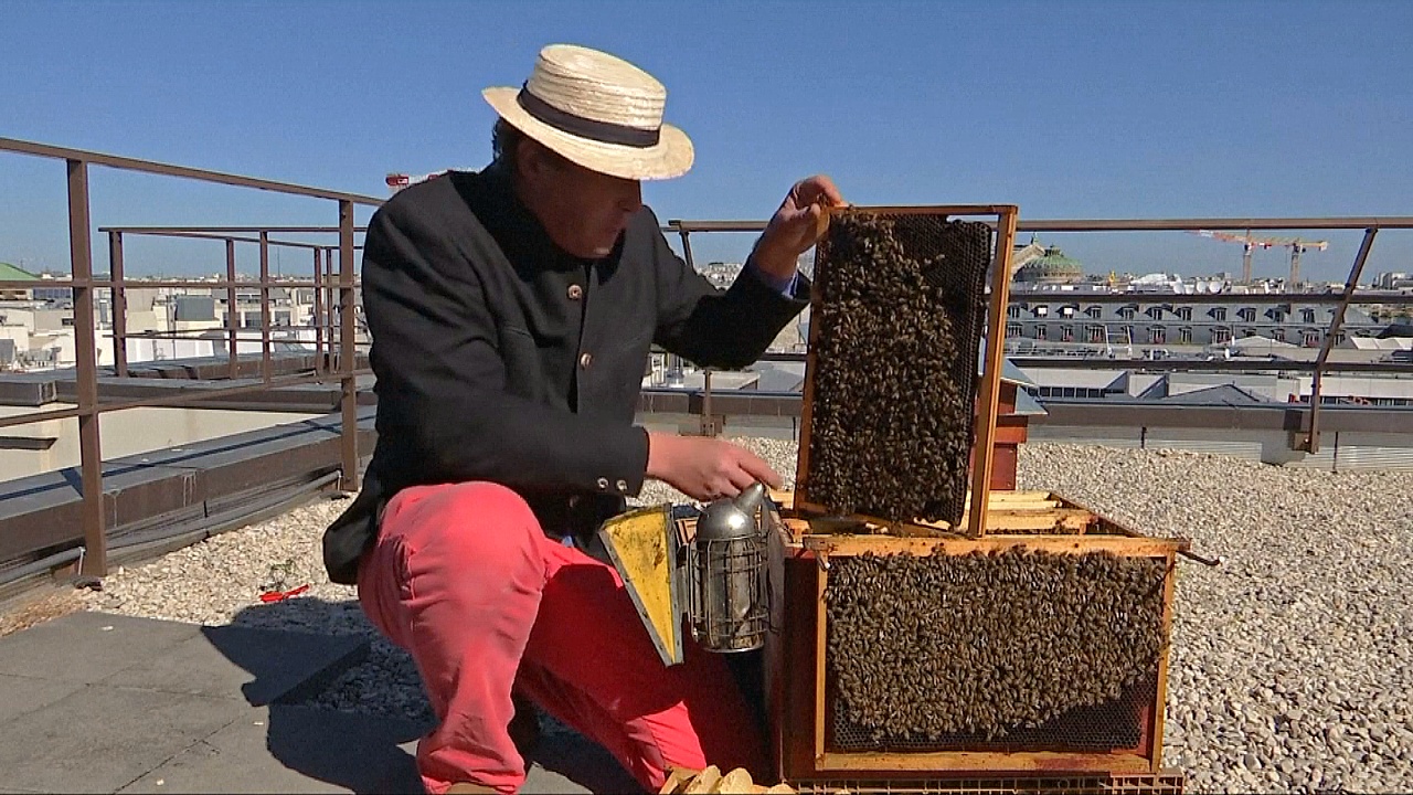 Чем Париж привлекает пчеловодов Чем Париж привлекает пчеловодов