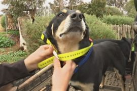 Зачем фермеры Австралии надевают на пастушьих собак фитнес-трекеры
