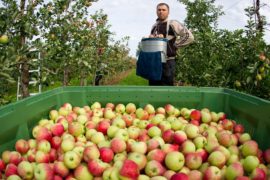 В Польше рекордный урожай яблок, фермеры в панике